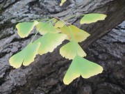 ginkgo