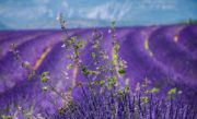 Lavendel auf einem Feld