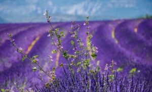 Lavendel auf einem Feld